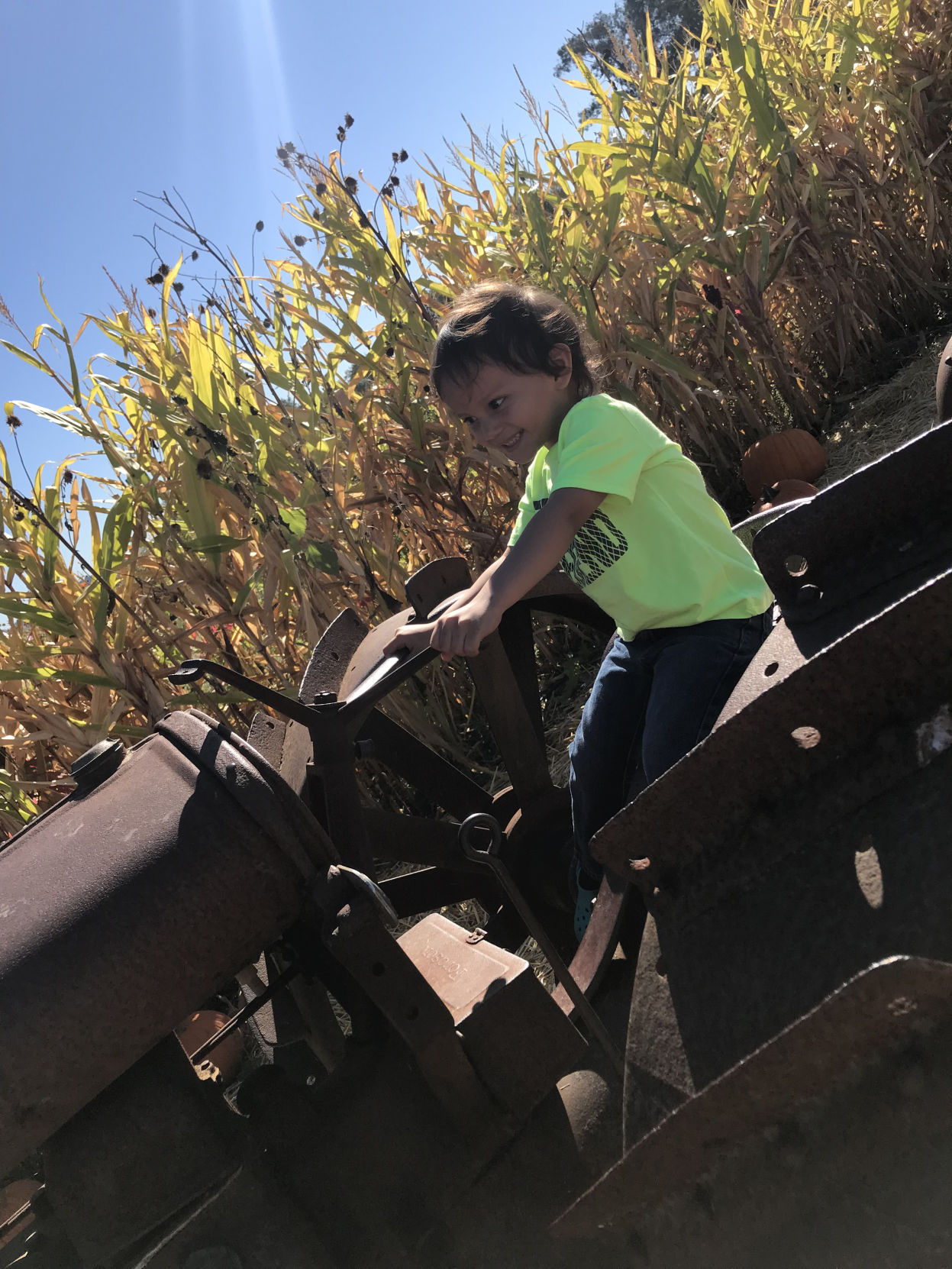 Picking Pumpkins 2017